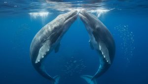 Sperm Whales Headbutting Each Other – First Video Evidence