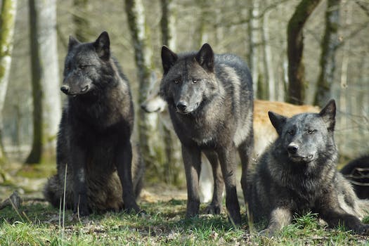 a group of wolves is called