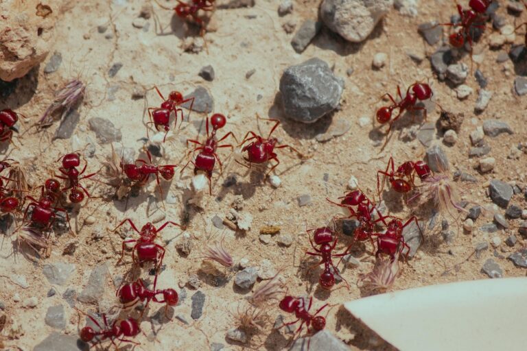 ants-3578782_1280
