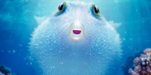 Puff: Wonders of the Reef